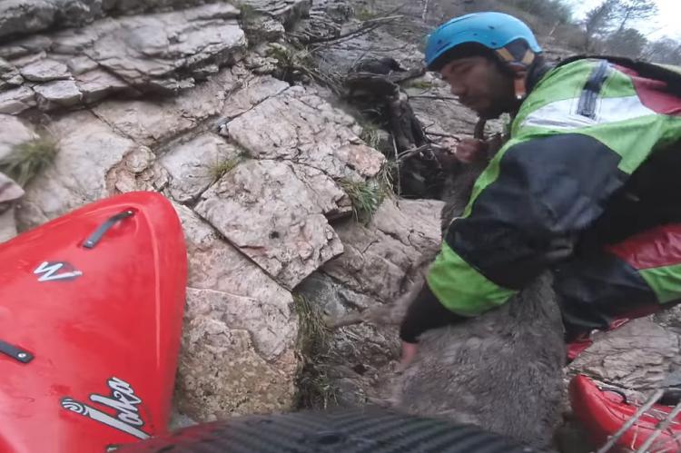 Kayakista salva a un ciervo de ahogarse en Italia