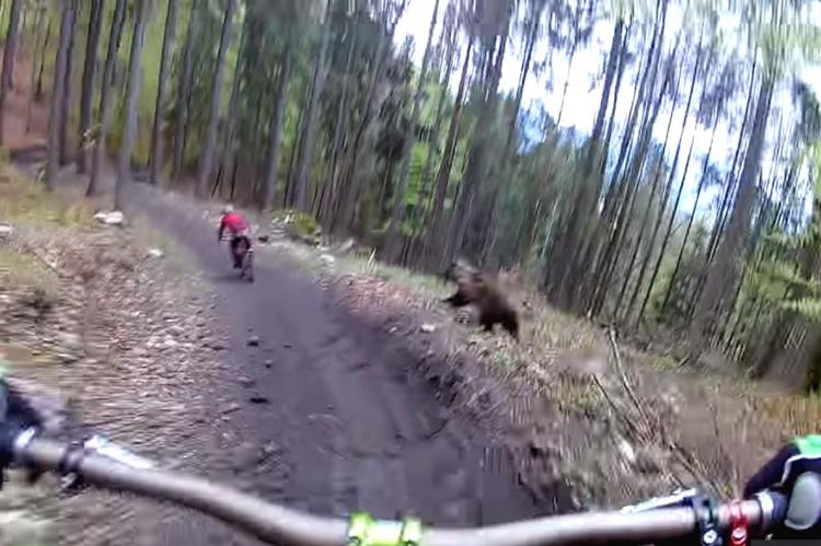 Vídeo: un oso falla en su intento de atrapar un biker en los bosques de Eslovaquia