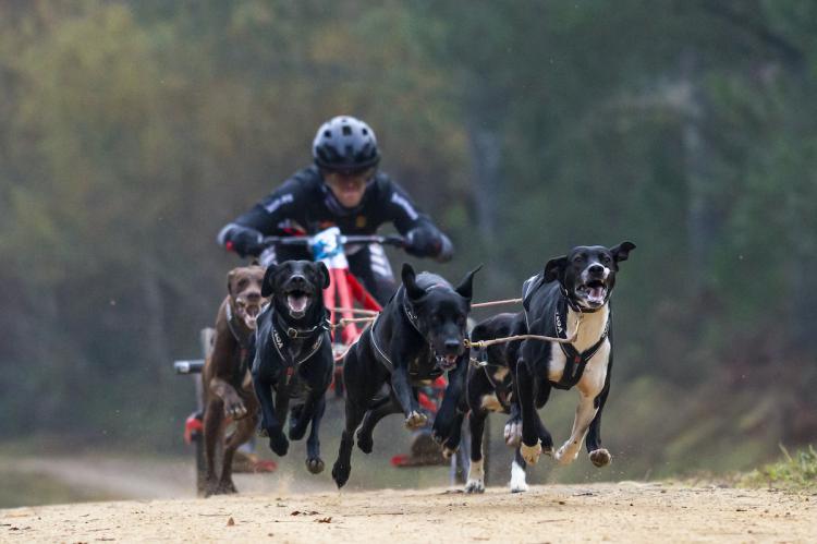El mushing español va camino a la tierra de Soria