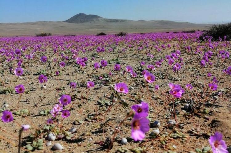 La lluvia llena de flores el desierto de Atacama, el más seco del mundo