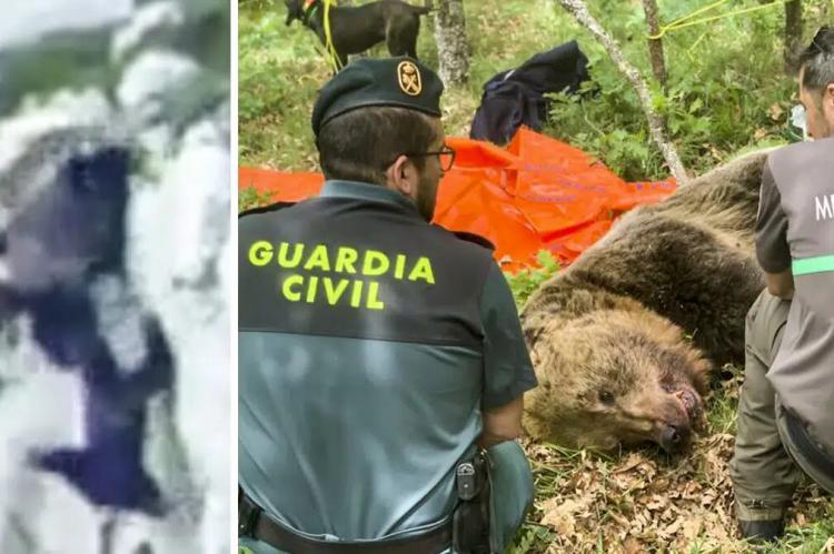 Una osa salva a su cría tras una pelea con un macho en celo en Palencia