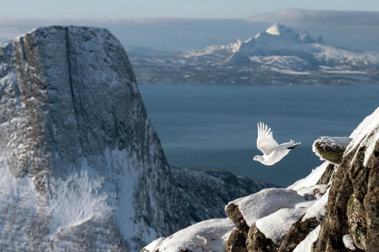 "Vuelo de perdiz en las rocas". © Erlend Haarberg. Ganadora Bird Photographer of the Year 2022