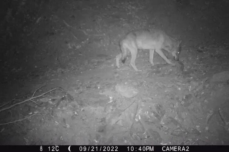 El lobo baja de los Pirineos al mar