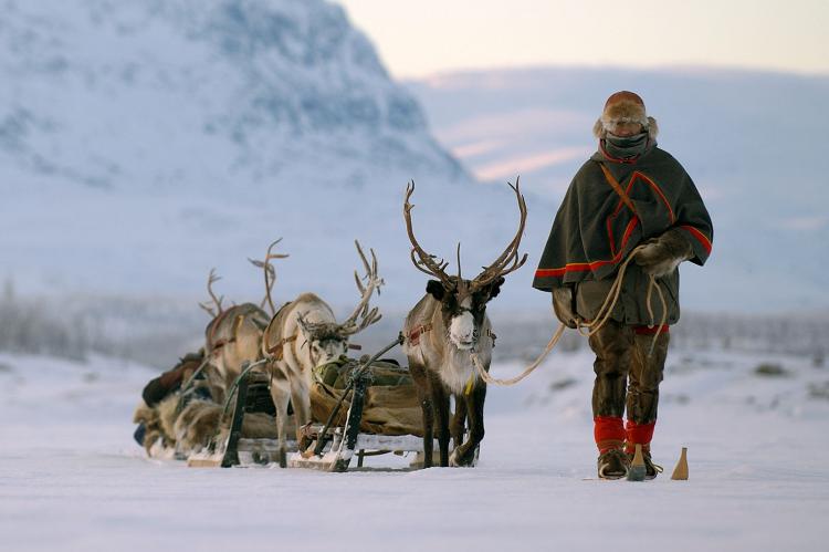 Sami con sus renos en Suecia. Autor: Staffan-Widstr. Imagebank.sweden.se.