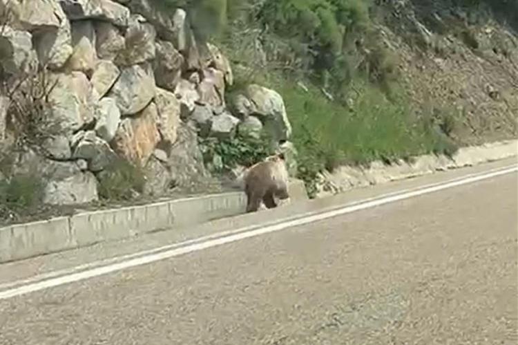 La buena salud del oso en el Pirineo: filman un ejemplar cruzando el Port de la Bonaigua