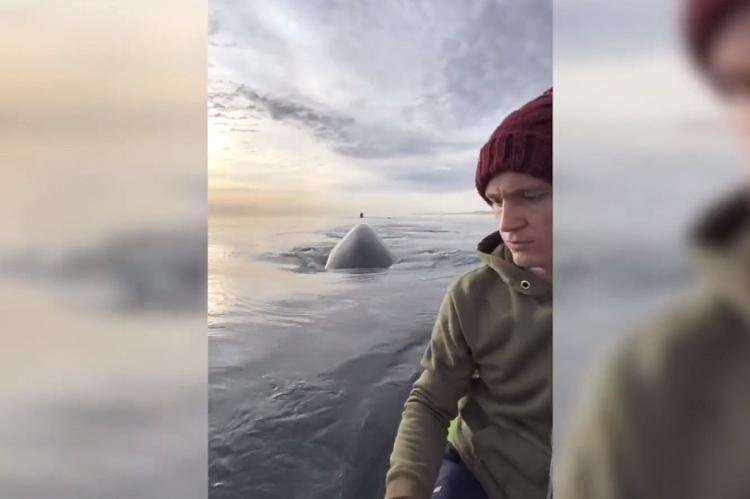 El fascinante encuentro entre una pareja y tres ballenas se vuelve viral