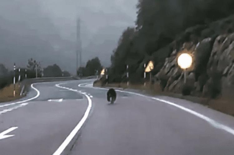 El oso de la Val d‘Aran vuelve a parecer en la carretera de la Bonaigua
