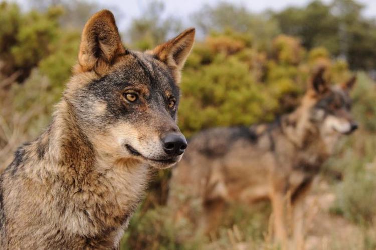 La protección del lobo a debate por considerarlo un peligro potencial para las personas