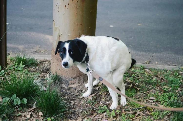 Bolzano declara la guerra a los excrementos de perros: los dueños deberán pagar por pruebas de ADN