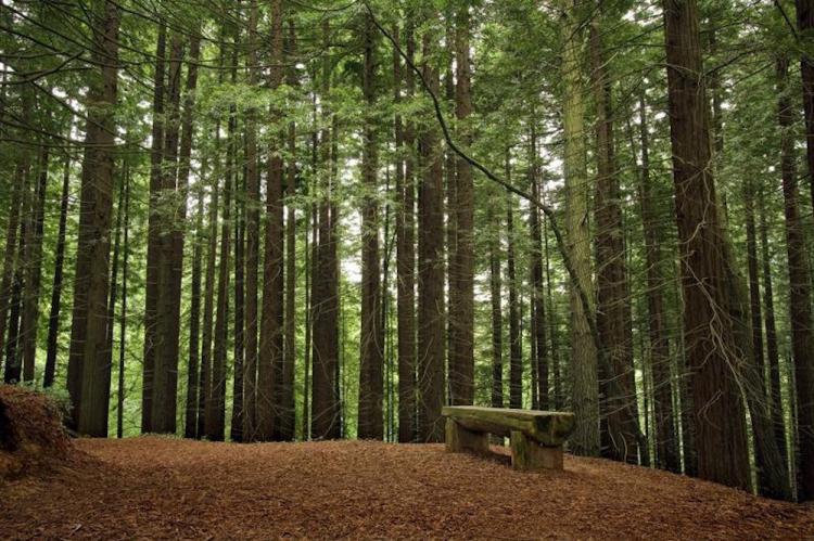 El mapa de las secuoyas de España para descubrir 200 bosques de gigantes de madera