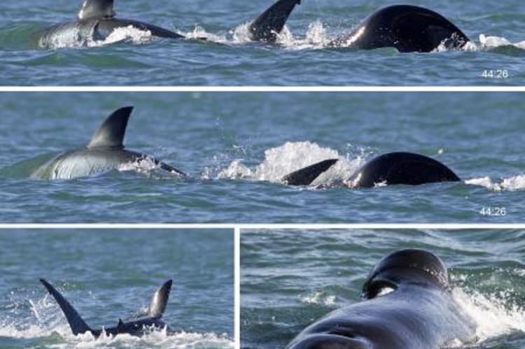 La asombrosa depredación, frente a la costa de Mossel Bay, Sudáfrica, representa un comportamiento sin precedentes que subraya la excepcional habilidad de estos cetáceos.