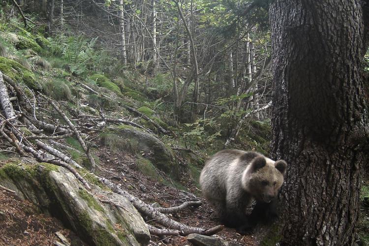 Se confirma la presencia de un oso en la comarca del Alt Urgell (Lleida)