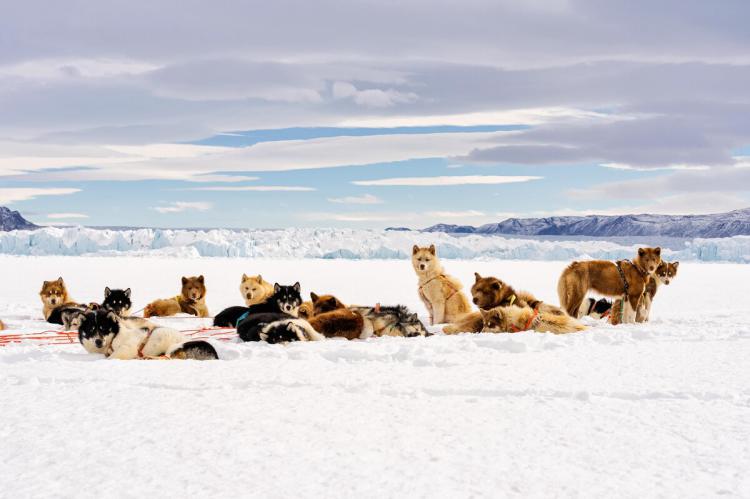 Hazaña polar: "Desafío Ártico 2024" supera grietas, frío y tormentas para salvar a los perros del hielo