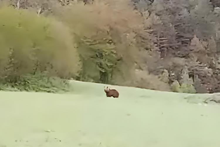 Vídeo: Un oso se pasea por los prados de La Cortinada en Andorra