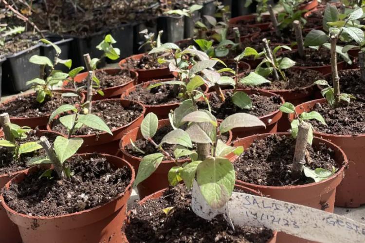 Cetursa reintroduce el sauce de Sierra Nevada en el río Monachil