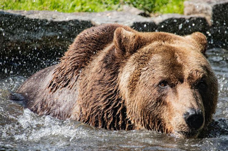 ¿Qué hacer si un oso te ataca? Este vídeo viral tiene la respuesta