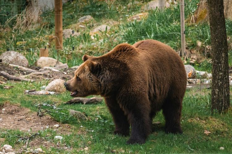 Asturias deberá indemnizar con 83.600 € a una mujer atacada por un oso