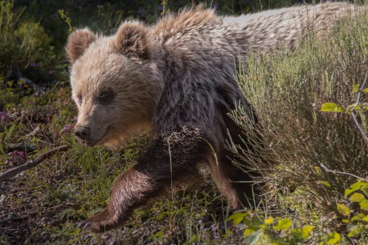 "La población de oso pardo en el Pirineo sigue creciendo y ya alcanza los 96 ejemplares