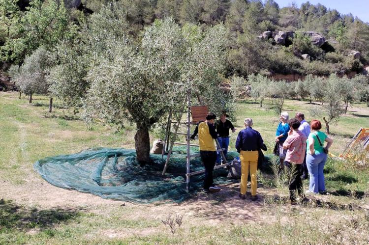 Lleida apuesta por el oleoturismo y el enoturismo con una formación especializada para empresas del sector