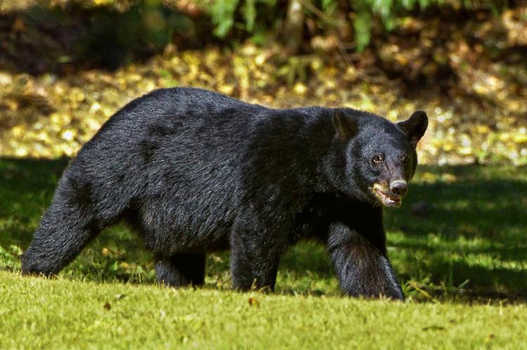 Florida registra su primer ataque mortal de oso negro: víctima de 89 años y su mascota