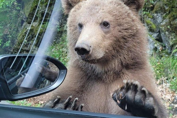 Un oso pardo ataca a una turista española que quería hacerle una foto en Transfăgărășan