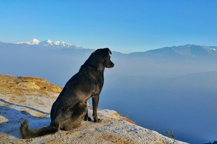 Viajar con mascotas es a menudo un asunto complicado