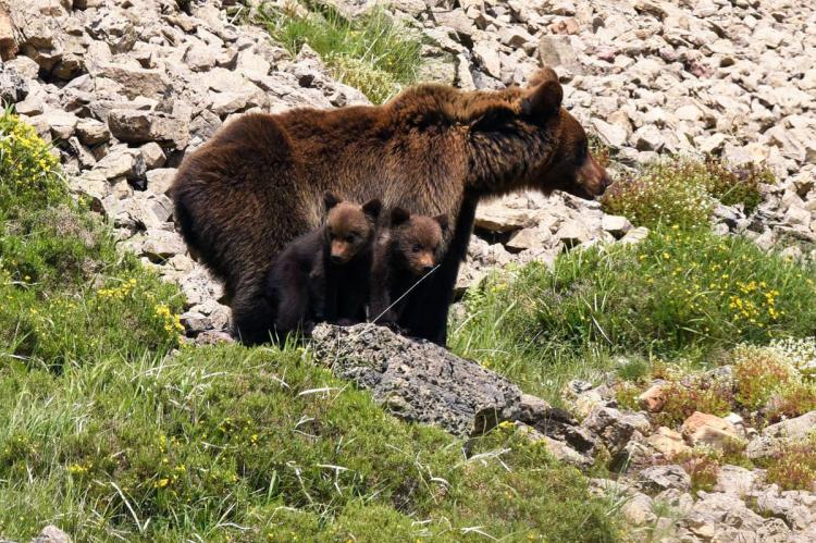El boom del "turismo osero": más osos, más fotos y más problemas