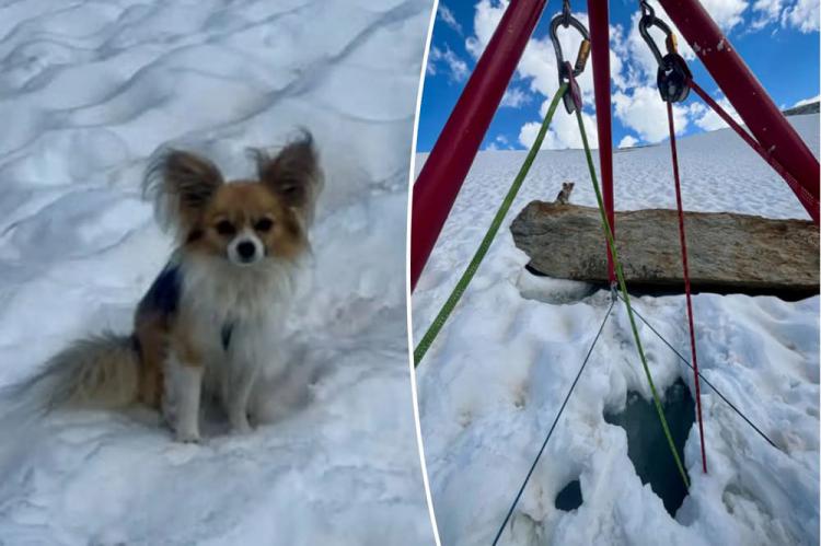 Un chihuahua salva a su dueño tras caer ocho metros en una grieta de un glaciar en Suiza