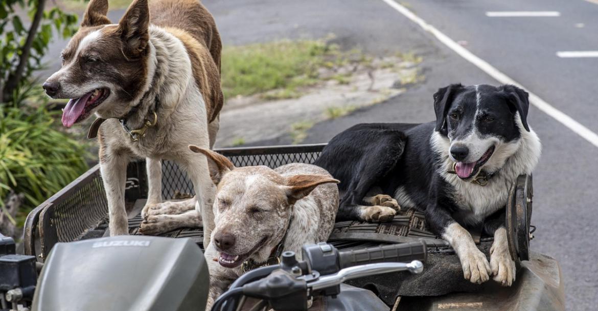 Las 10 ciudades más pet-friendly para viajar con tu mascota